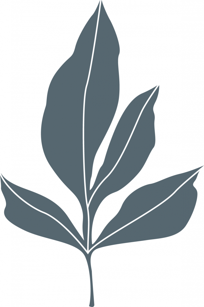 DENW leaf2